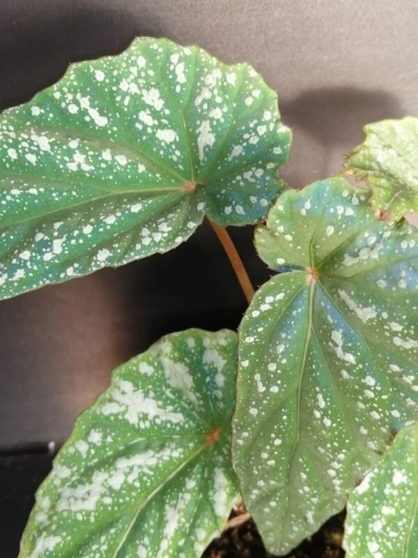 Begonia lukuana, foto 2