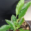 Begonia rhizocarpa, pianta da interno