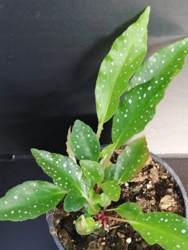 Begonia rhizocarpa, pianta da interno