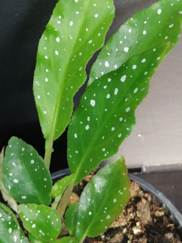 Begonia rhizocarpa, foto 2