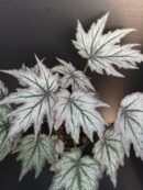 Begonia 'Conniee Boswell'