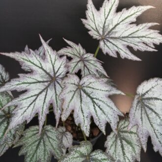 Begonia 'Conniee Boswell'