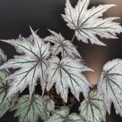 Begonia 'Conniee Boswell'