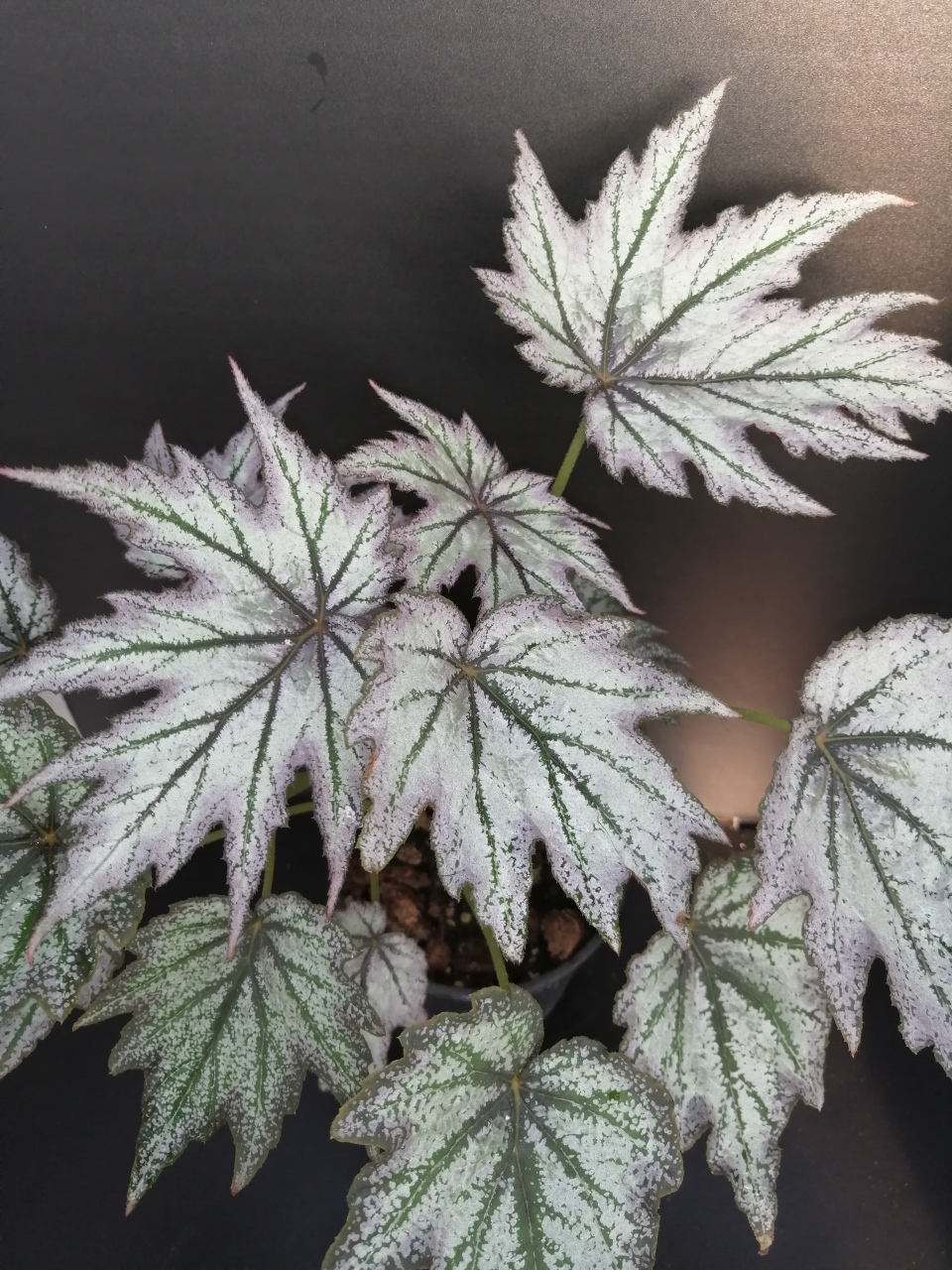 Begonia 'Conniee Boswell'
