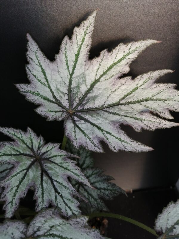 Begonia 'Connee Boswell', foto 2