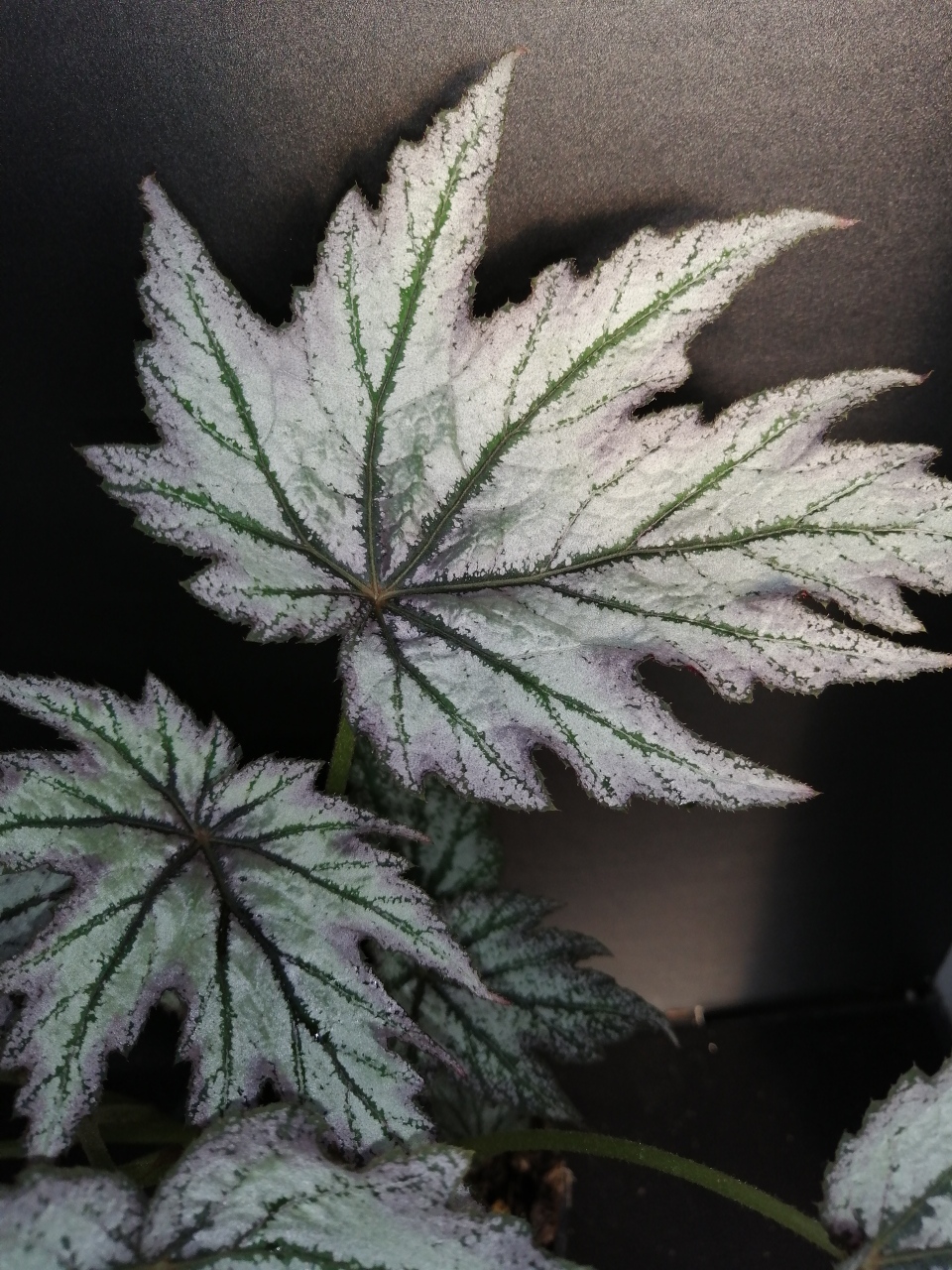 Begonia 'Conniee Boswell' - immagine 2