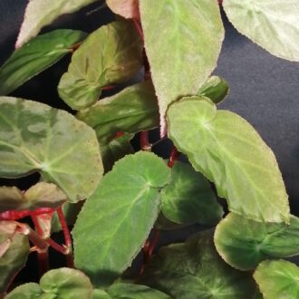 Begonia dietrichiana