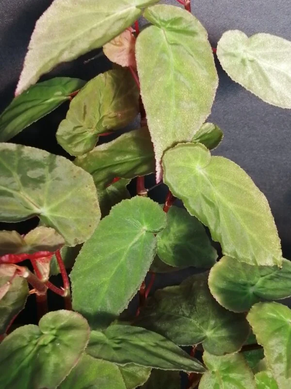 Begonia dietrichiana, pianta da interno