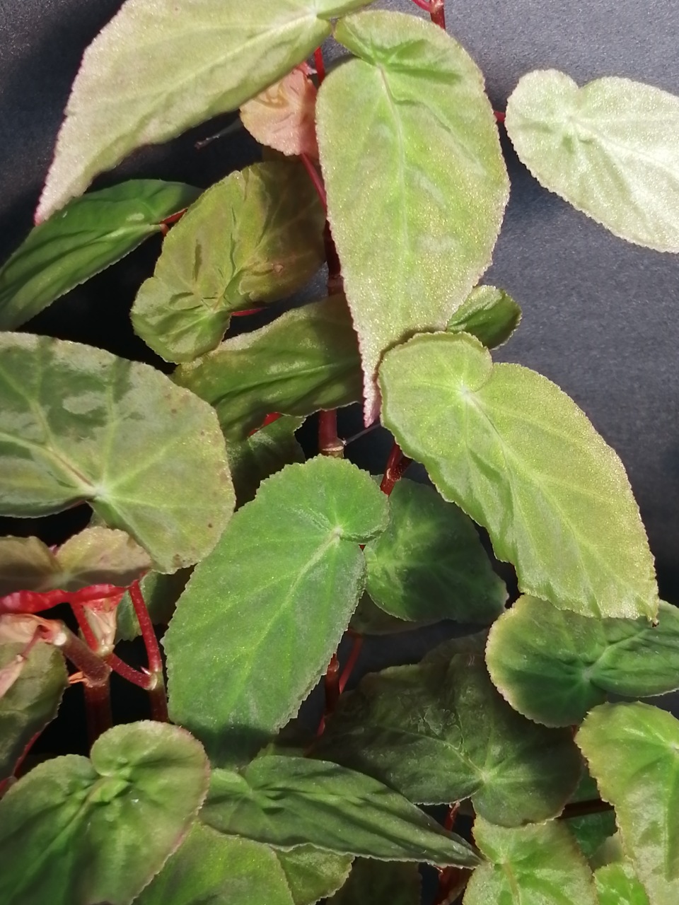 Begonia dietrichiana