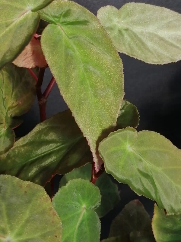 Begonia dietrichiana, foto 2