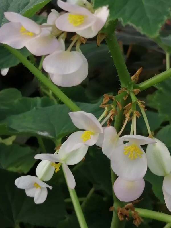 Begonia dipetala Graham, foto 3