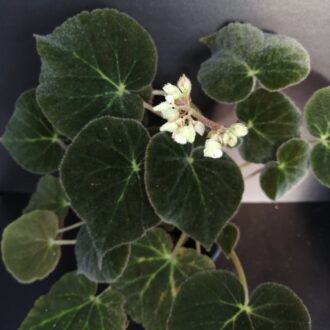 Begonia imperialis var. smaragdina