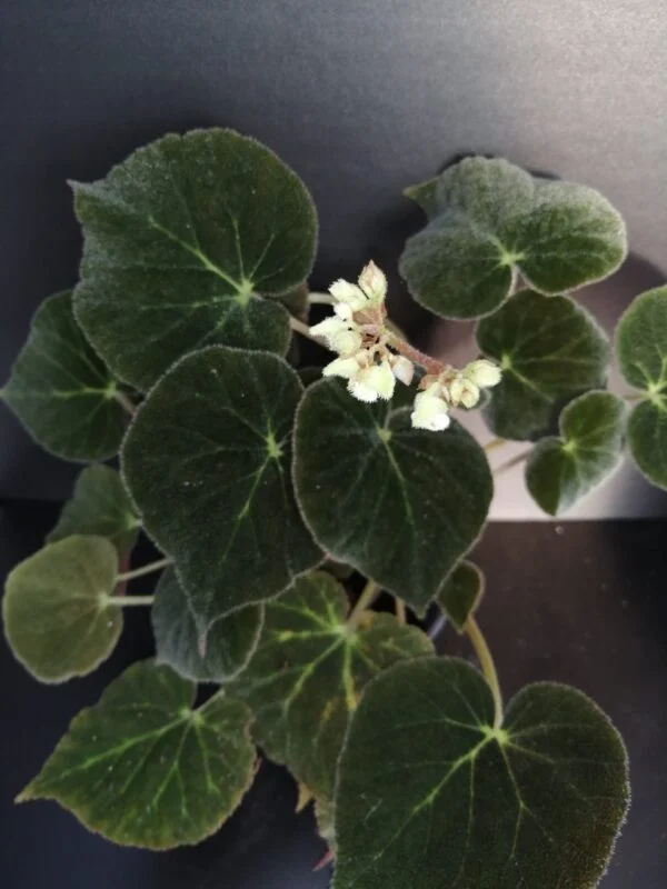 Begonia imperialis var. smaragdina, pianta da interno