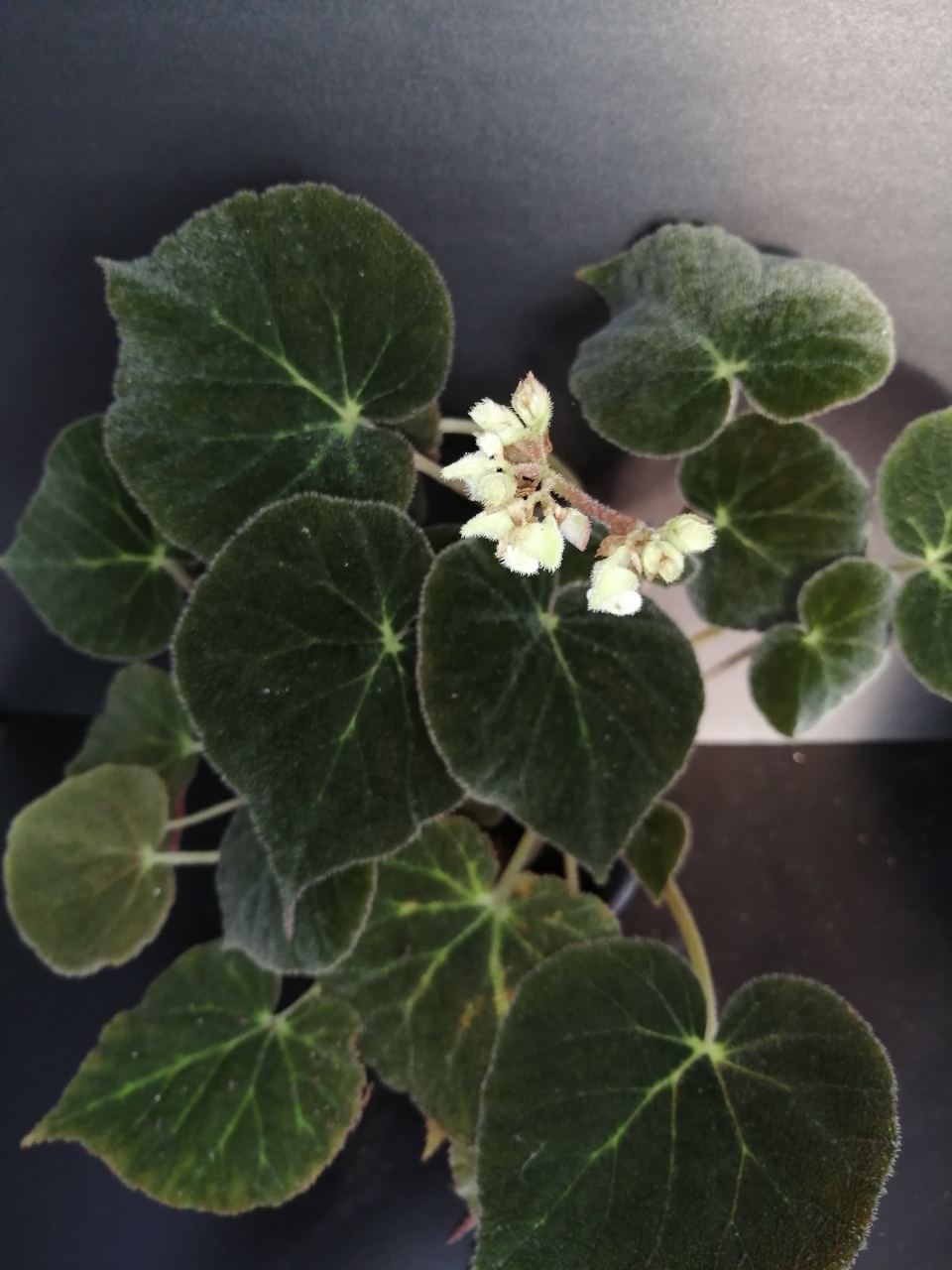 Begonia imperialis var. smaragdina