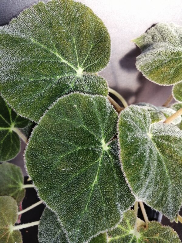 Begonia imperialis var. smaragdina, foto 2