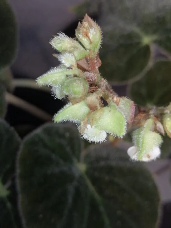 Begonia imperialis var. smaragdina, foto 3