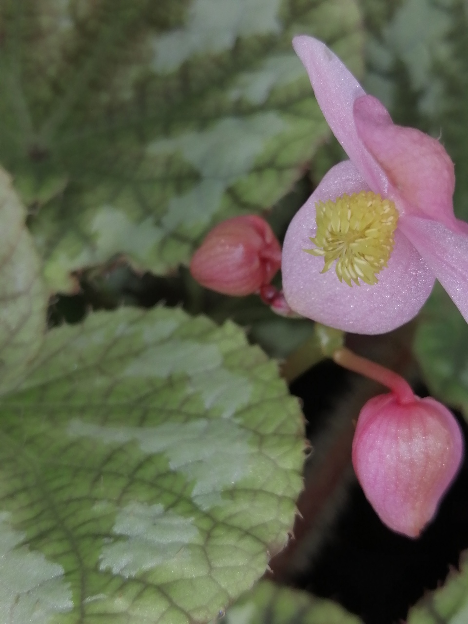 Begonia pseudolongiciliata - immagine 4