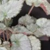 Begonia Sir Percy, pianta da interno