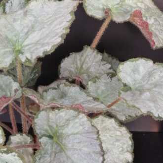 Begonia Sir Percy