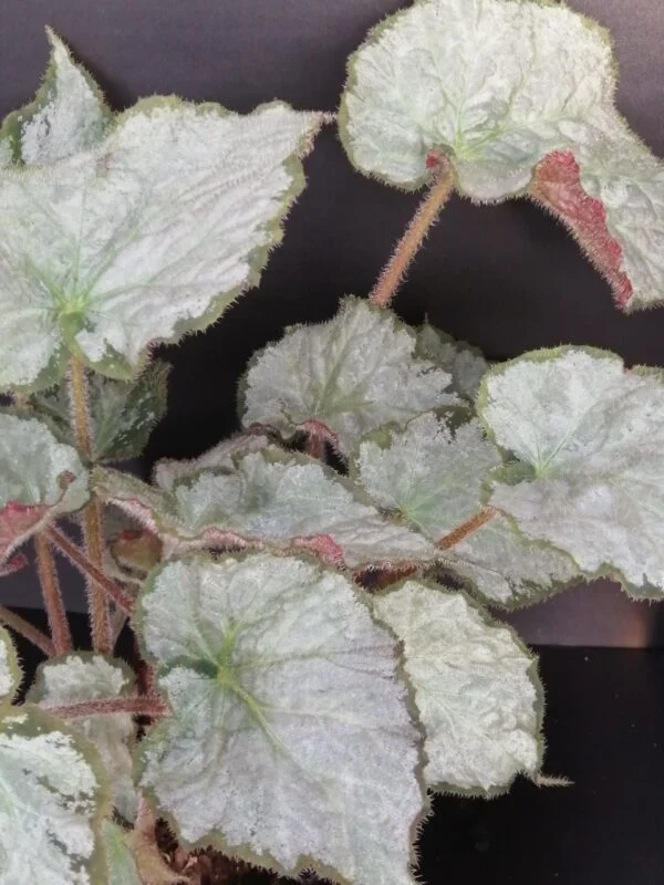 Begonia Sir Percy, pianta da interno