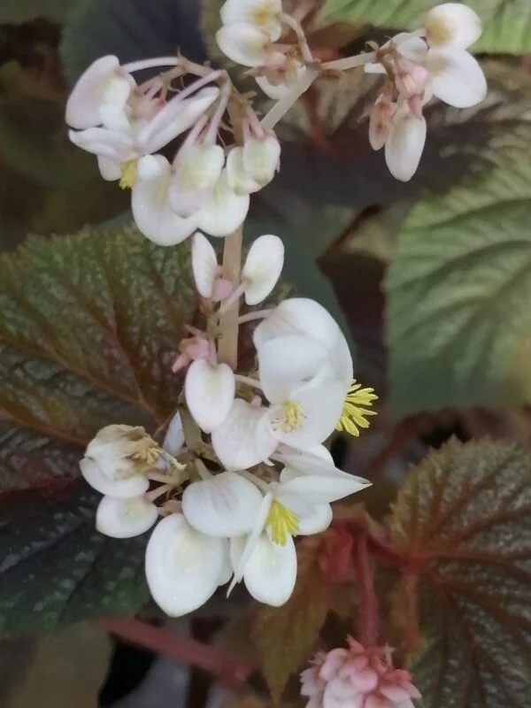 Begonia bachiensis, foto 4