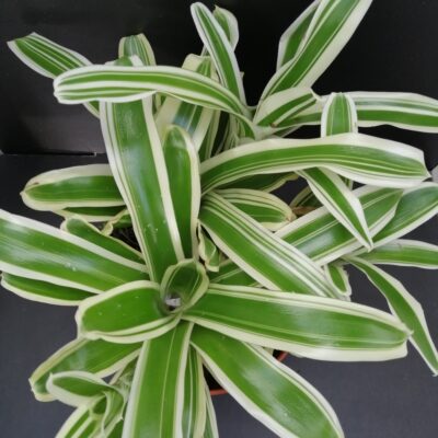 Nidularium schulterianum Striped Fireball Variegato