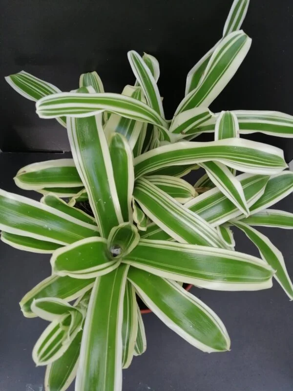 Nidularium schulterianum Striped Fireball Variegato, pianta da interno