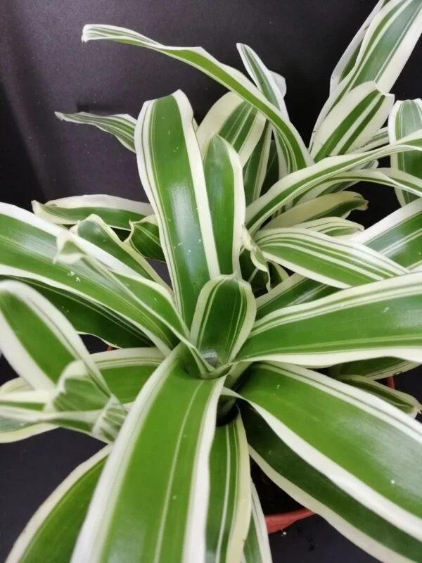 Nidularium schulterianum Striped Fireball Variegato, foto 2