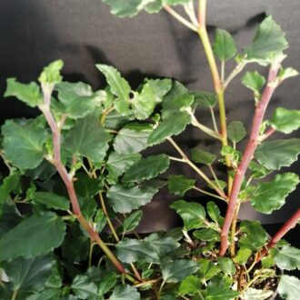 Begonia cubensis Hasskarl