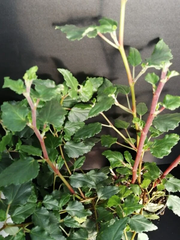 Begonia cubensis Hasskarl, pianta da interno