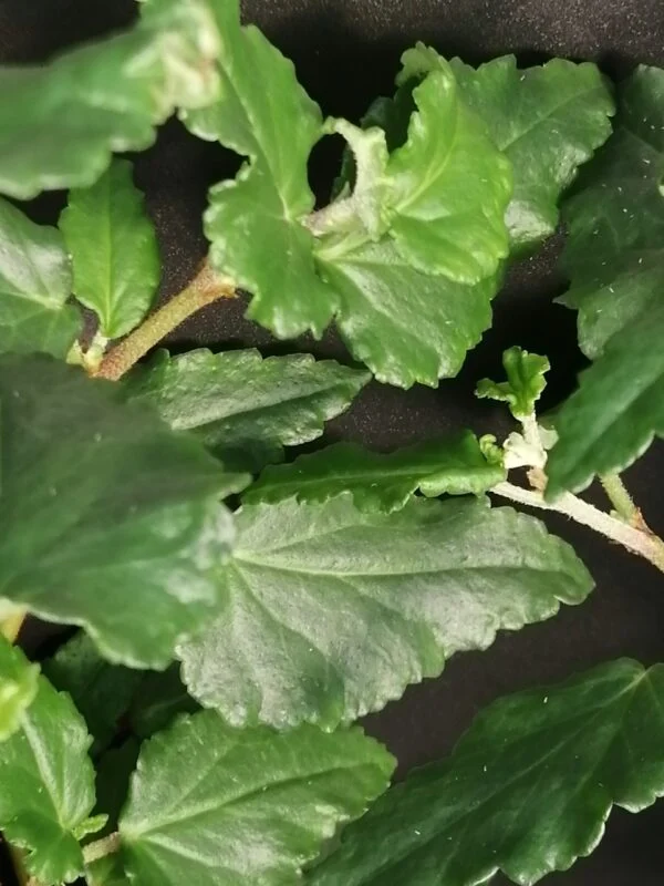 Begonia cubensis Hasskarl, foto 2