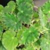 Begonia bowerae var. major