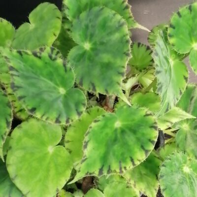 Begonia bowerae var. major