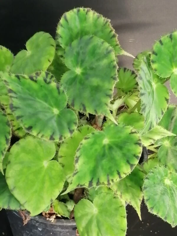 Begonia bowerae var. major, pianta da interno