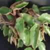 Begonia obscura, pianta da interno