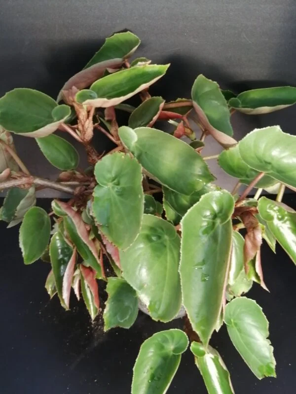 Begonia obscura, pianta da interno
