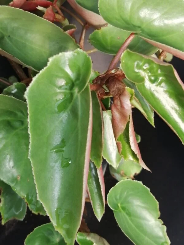 Begonia obscura, foto 2