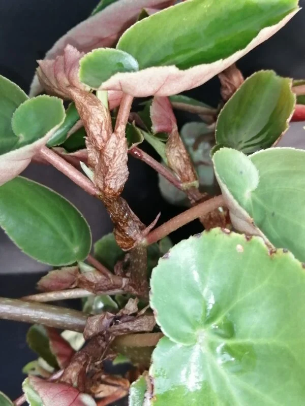 Begonia obscura, foto 3