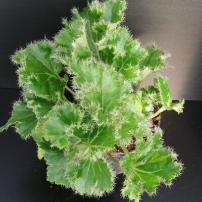 Begonia 'Crispa Verde' sin. 'Oliver Twist'