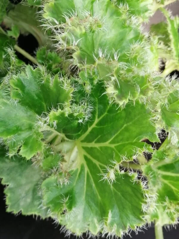 Begonia 'Crispa Verde' sin. 'Oliver Twist', foto 2