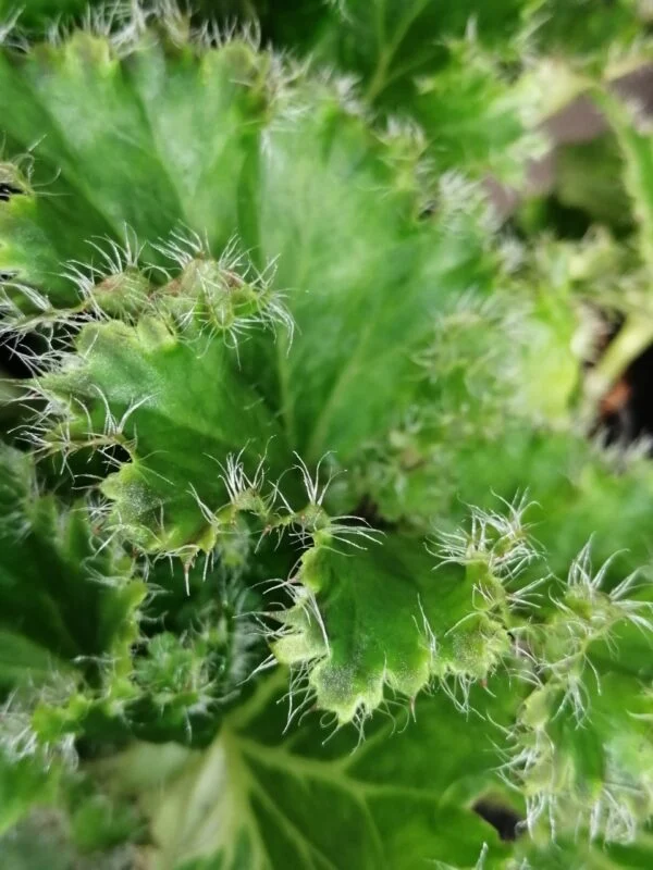 Begonia 'Crispa Verde' sin. 'Oliver Twist', foto 3
