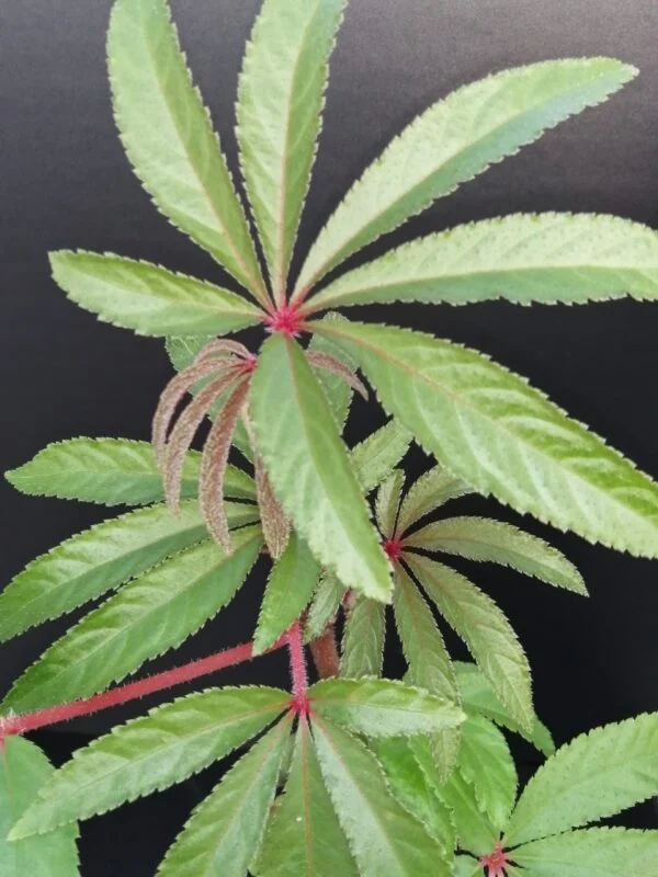 Begonia luxurians, pianta da interno