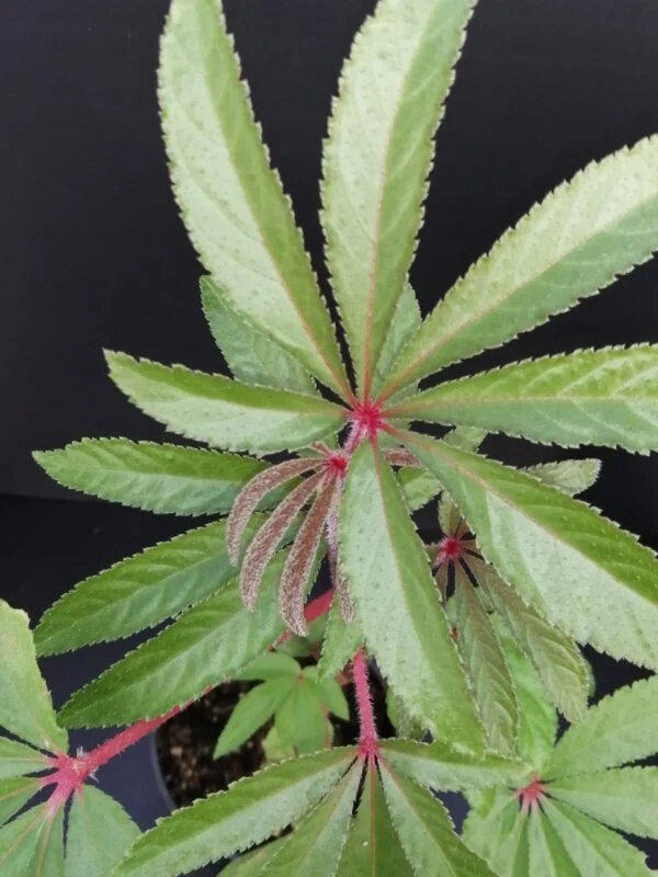 Begonia luxurians, foto 3