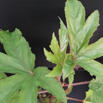 Begonia luxurians  var. Ziesenhenne