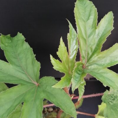 Begonia luxurians  var. Ziesenhenne