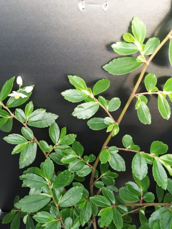 Begonia foliosa, pianta da interno e da esterno