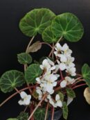 Begonia brooksii