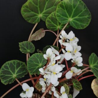Begonia brooksii
