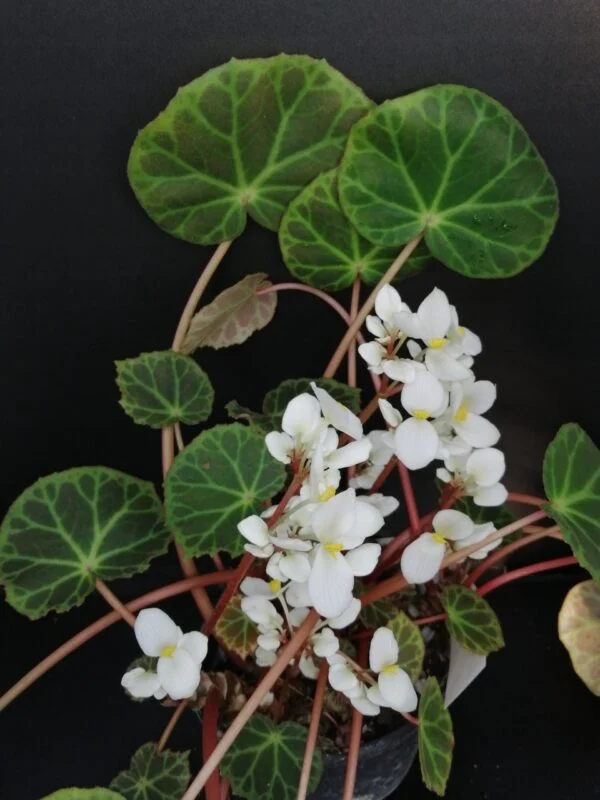 Begonia brooksii, pianta da interno