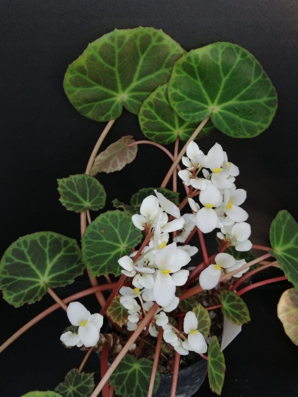 Begonia brooksii